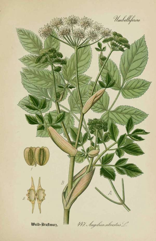 Gyógynövények, homeopátia, népi gyógyászat -11 – Erdei angyalgyökér Dr. Thomé  Botanika